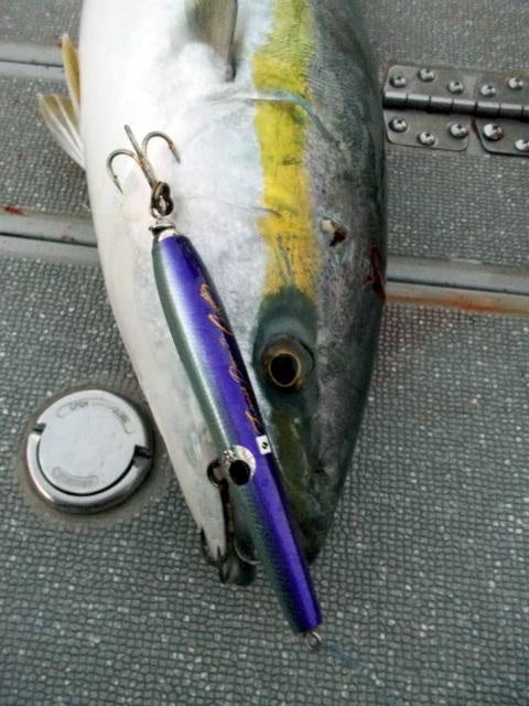 フランスパン jr. | カーペンタールアー、ロッド研究室