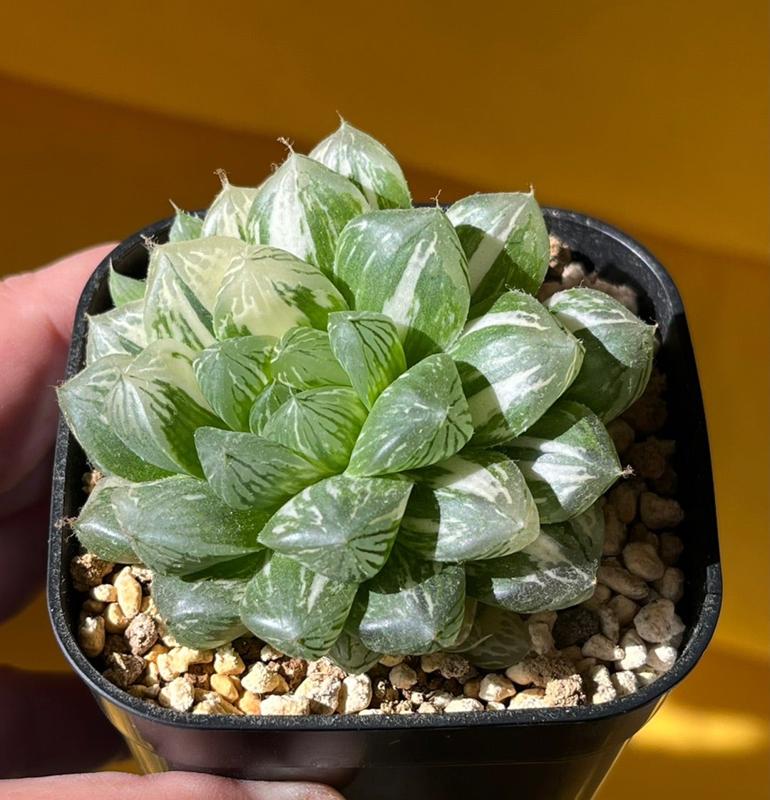 ハオルチア 白蛇伝 マリン | 無職インセクトの多肉&アクアリウム