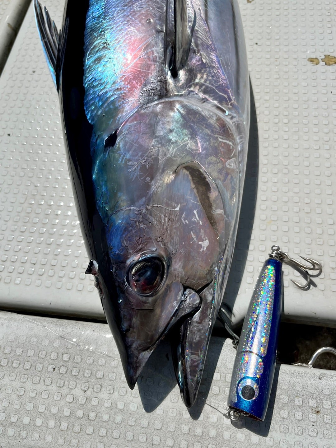 ブルーヘリング 特別販売 | カーペンタールアー、ロッド研究室