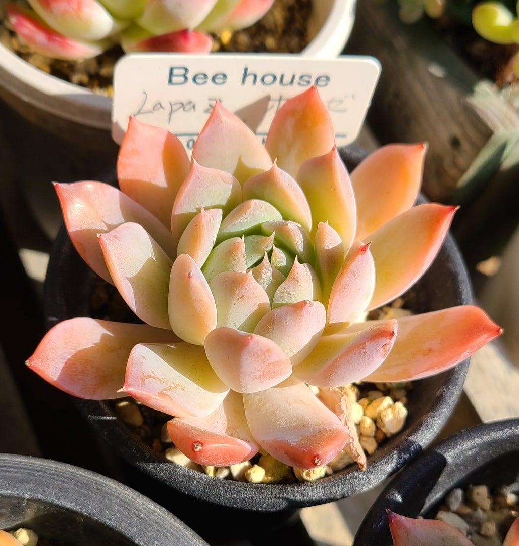 6.【札付き】ホーリンゼ×ラウィ Beehouse 多肉植物 エケベリ