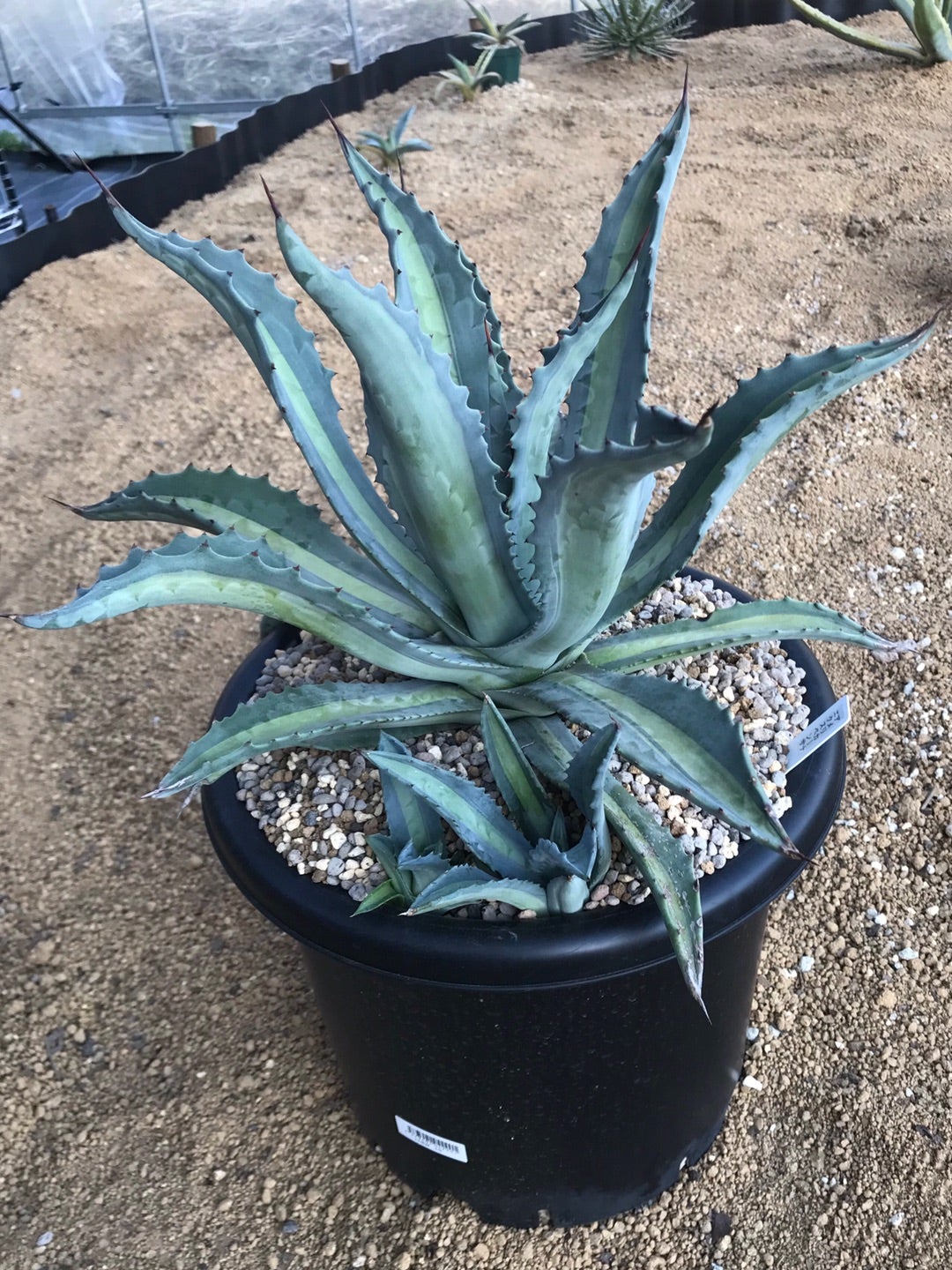 アガベ アメリカーナ エクスパンサ 植え替えというか地植え | つべるふ