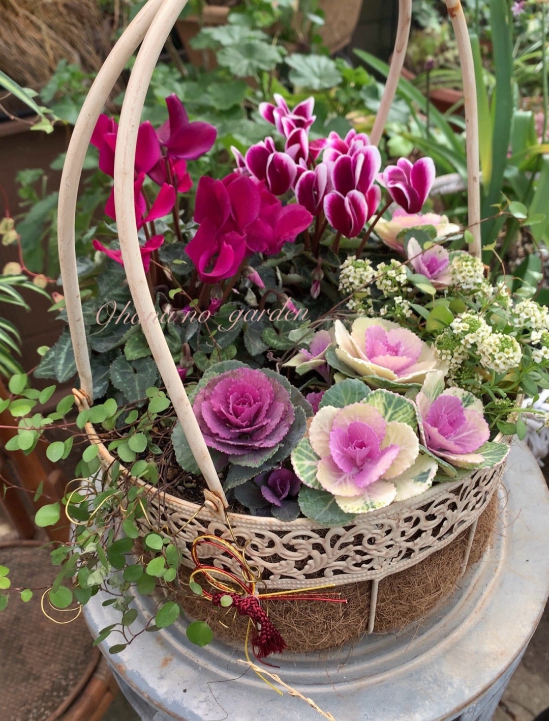 葉牡丹とシクラメン寄せ植えでクリスマスの庭作り | お花のガーデン 日記