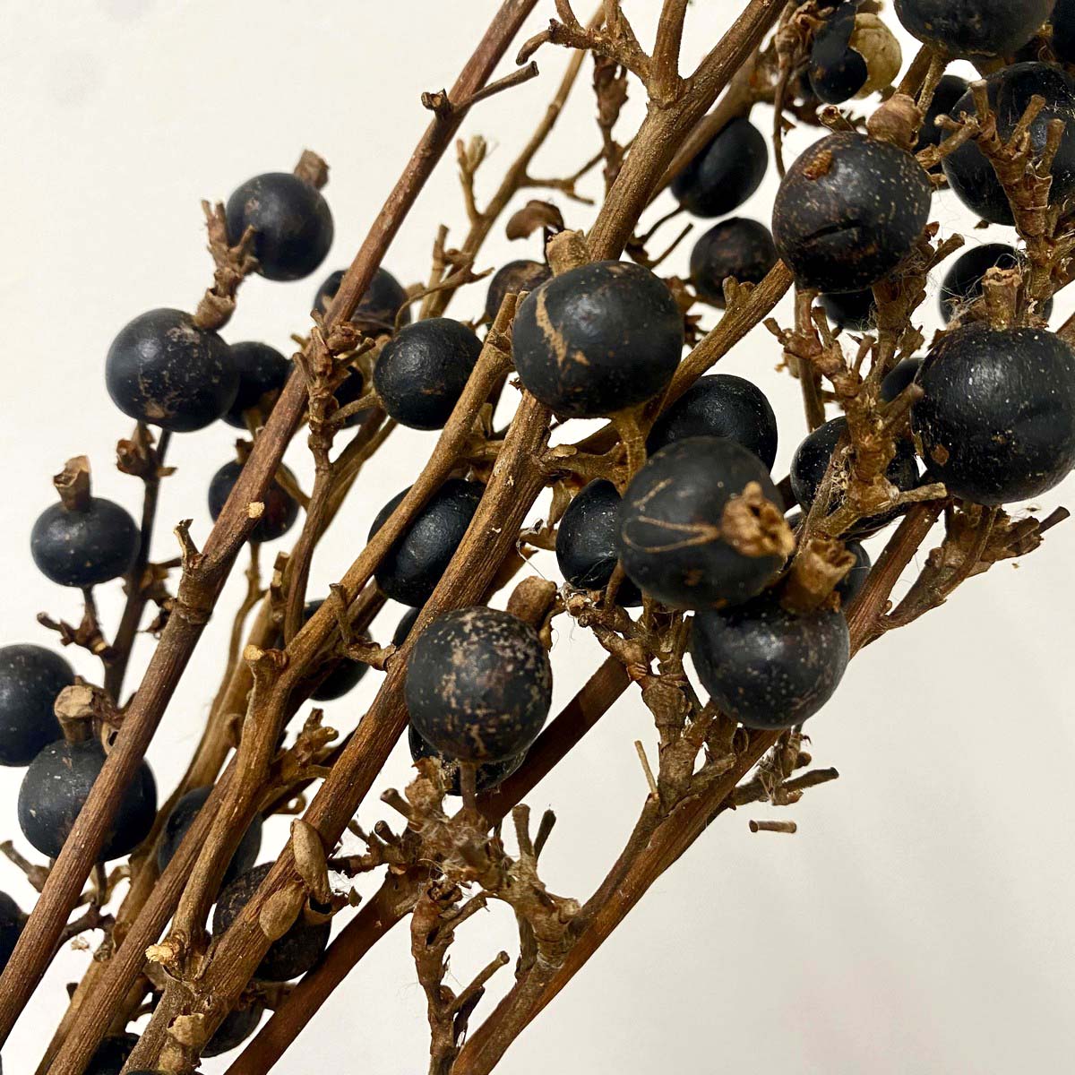 即日☆【ドライ】大地農園/ブラックベリー 約5本 N/22060-000 - 花材
