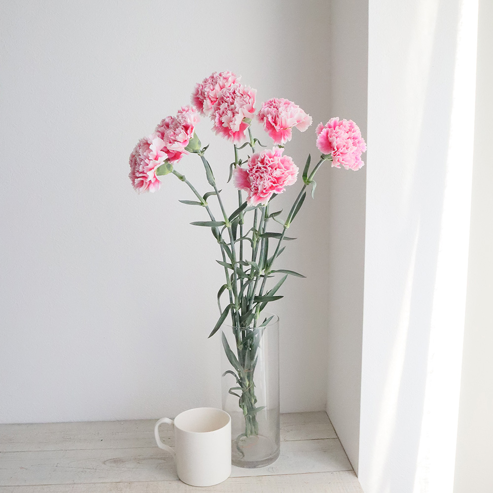 直前!!!】藤花園カーネ ソフィアローズ(ピンク複色系) 藤花園【生花