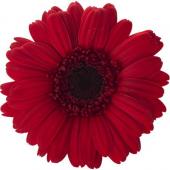 即日☆【プリザーブド】大地農園/ガーベラ 9輪 レッド/03170-305 - 花