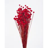 即日☆【ドライ】大地農園/アマレリーフラワー 22g 白/30180-011 - 花