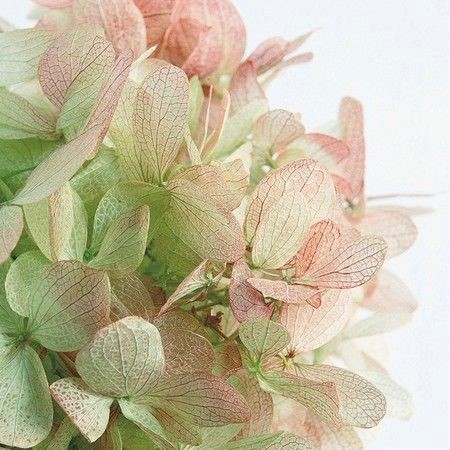 大地農園の「アジサイ｜プリザーブドフラワー」通販 - 花材通販はなど