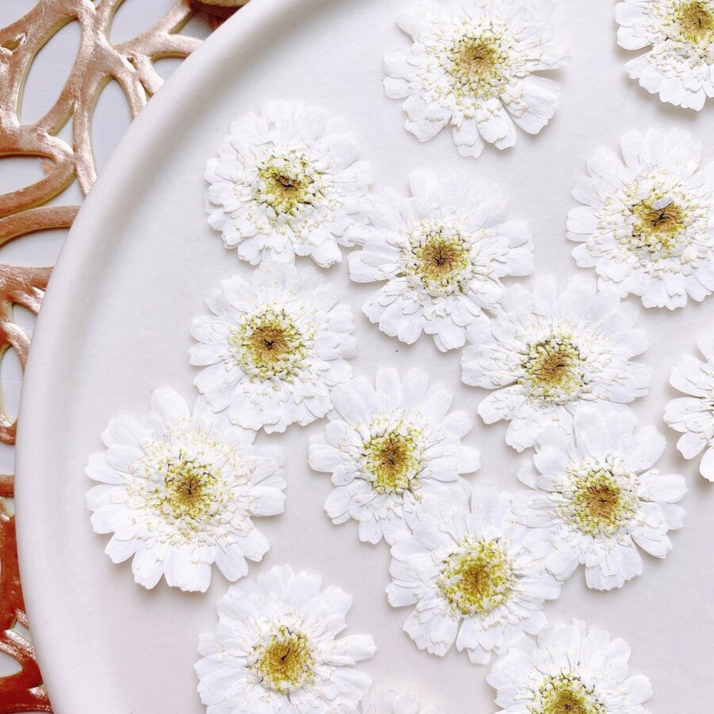 ドライ】m flowers/押し花 マトリカリア ダブルラテ - 花材通販はなど