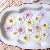 ドライ】m flowers/押し花 マトリカリア ダブルラテ - 花材通販はなど