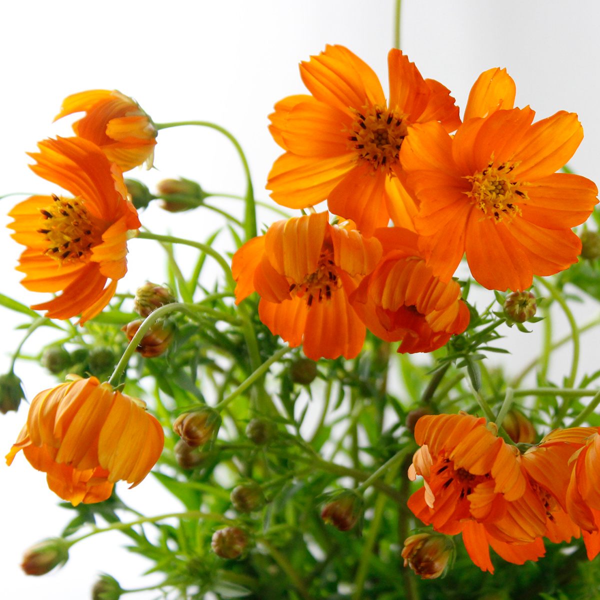 生花】キバナコスモス (オレンジ)40cm-【FJ】 - 花材通販はなどんや