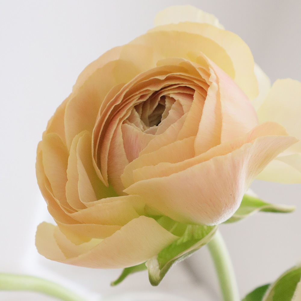 08直前FJ】ラナンキュラス SCソフトベージュ A2L 宮崎県 - 花材通販は