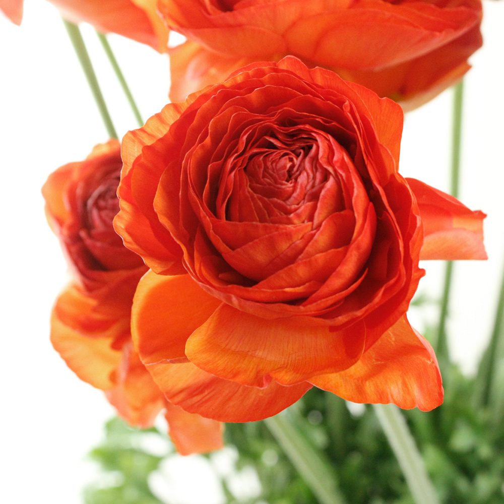 生花】ラナンキュラス サノワ(朱系オレンジ):JA高千穂【早締切-50