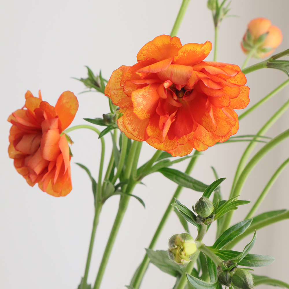 生花】金井園芸ラックス ミノアン2(オレンジ系)50cm【早締切-22】 - 花