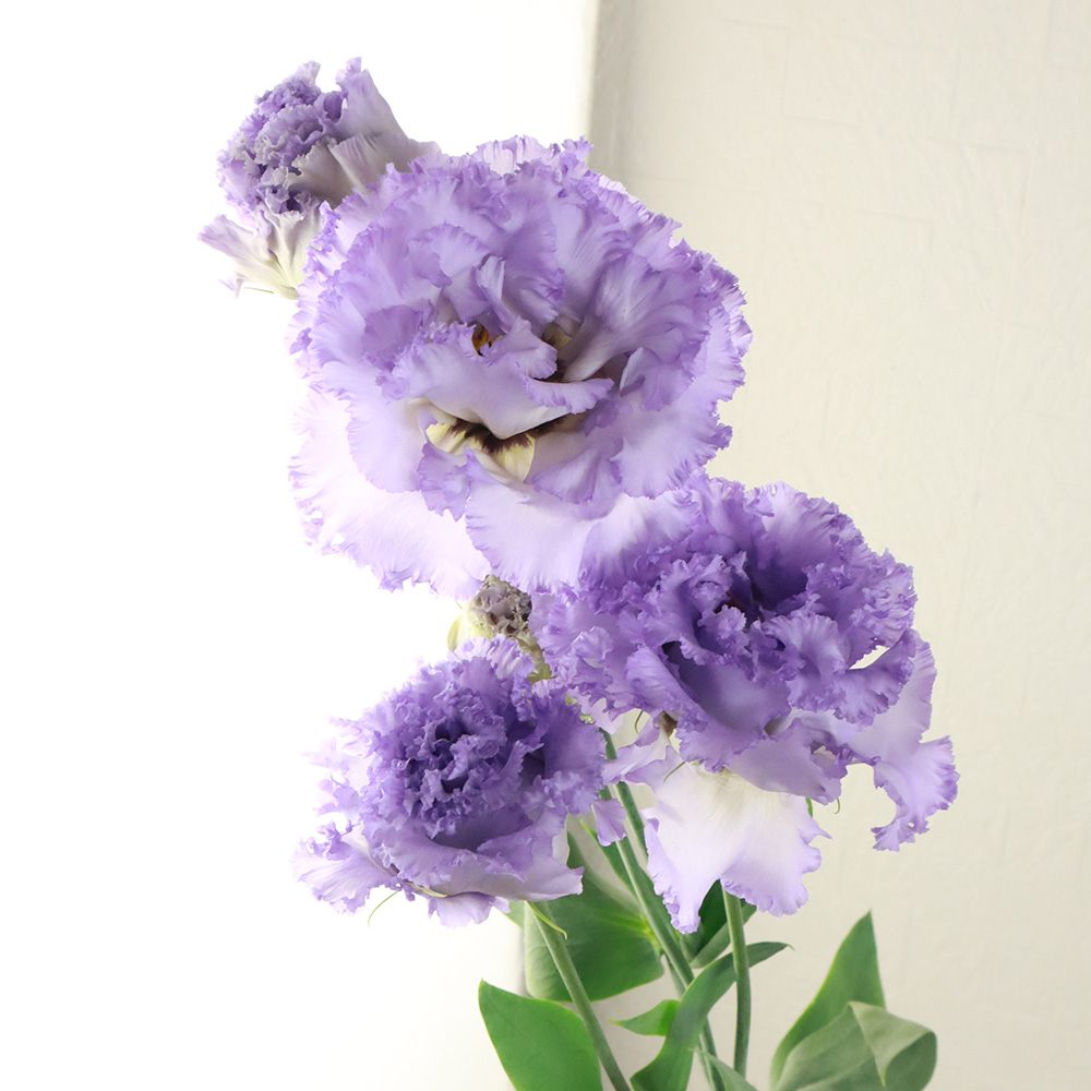 生花】トルコギキョウ NFラベンダー(青みのうす紫/フリンジ系)【OR-13