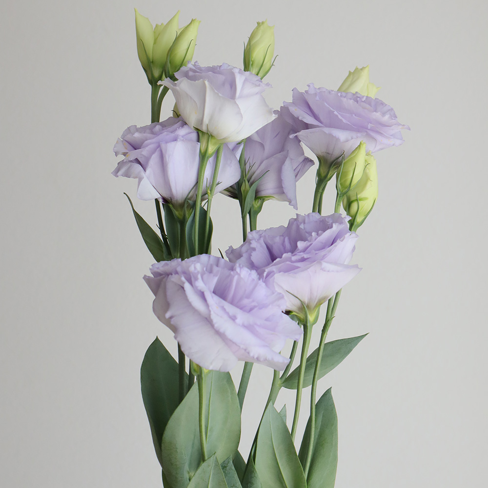 生花】トルコギキョウ しのぶ(淡い紫) - 花材通販はなどんやアソシエ