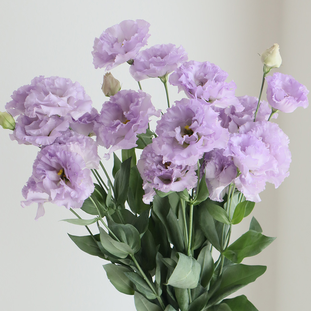 生花】トルコギキョウ プリマラベンダー(うす紫)【OR-13】 - 花材通販