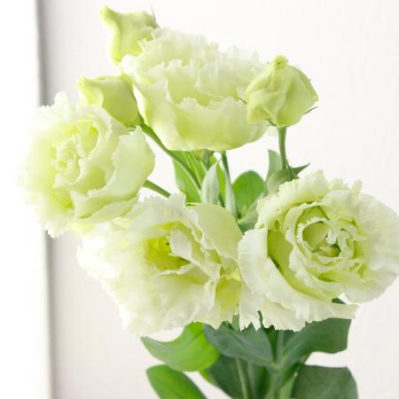 直前】トルコギキョウ (グリーン・八重フリンジ)ボヤージュ、セレブ