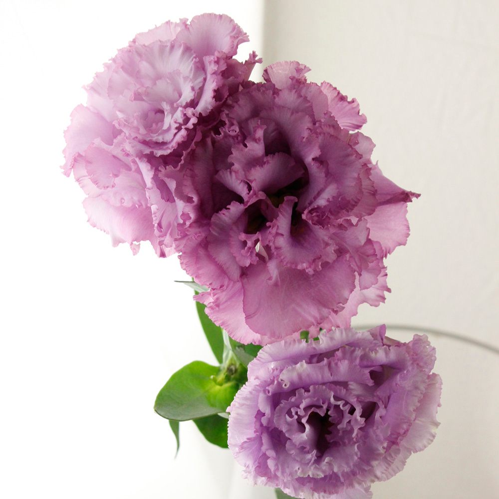 直前!!】トルコギキョウ (ラベンダー・八重フリンジ)エグゼLV