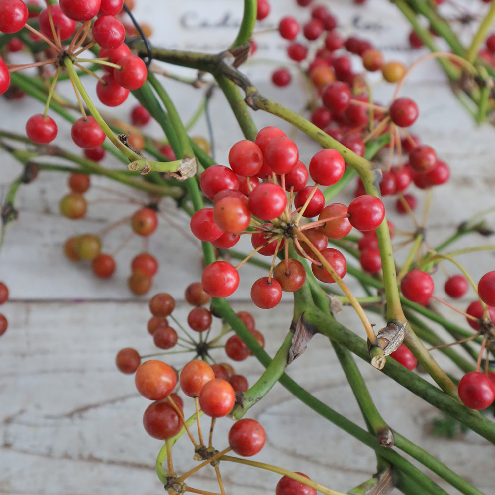 生花】国産サンキライ 5-60cm(枝物)三宅島山上さん【早締切-74】入荷少