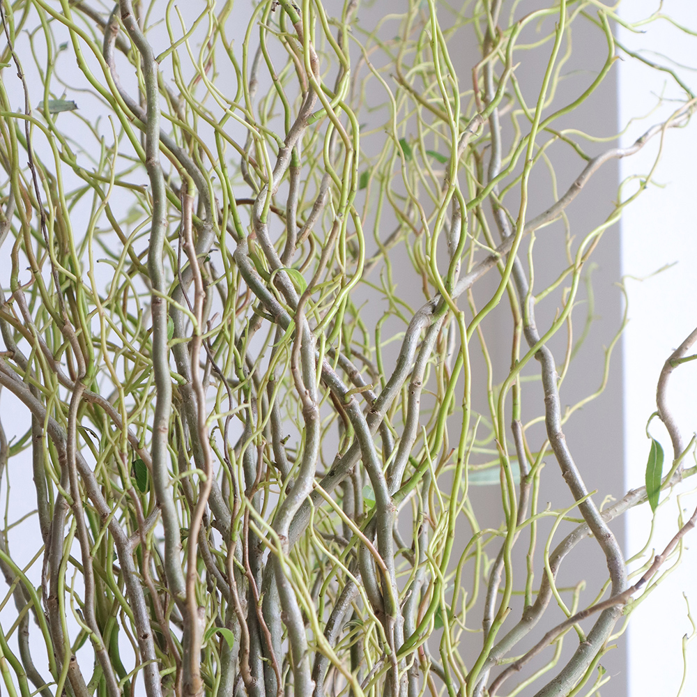 生花】雲竜柳 1M程度 茨城県 【早締切-74】【OTHY】 - 花材通販はなど