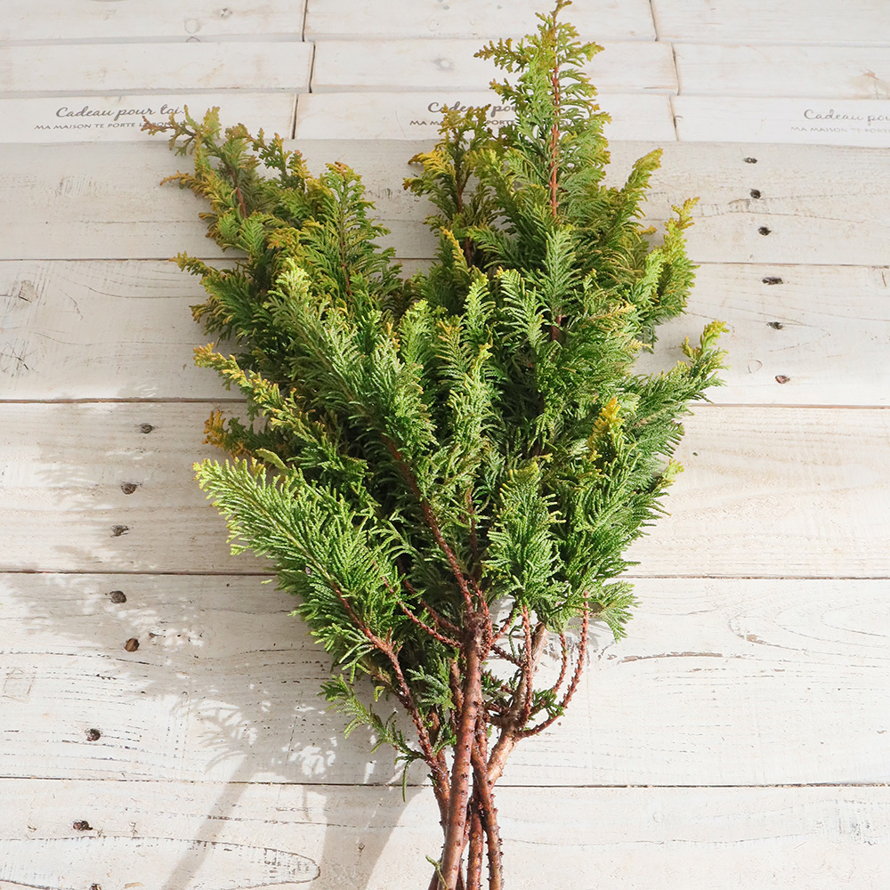 直前!!!】クジャクヒバつまみ(束約10本入り)40センチ前後 - 花材通販は