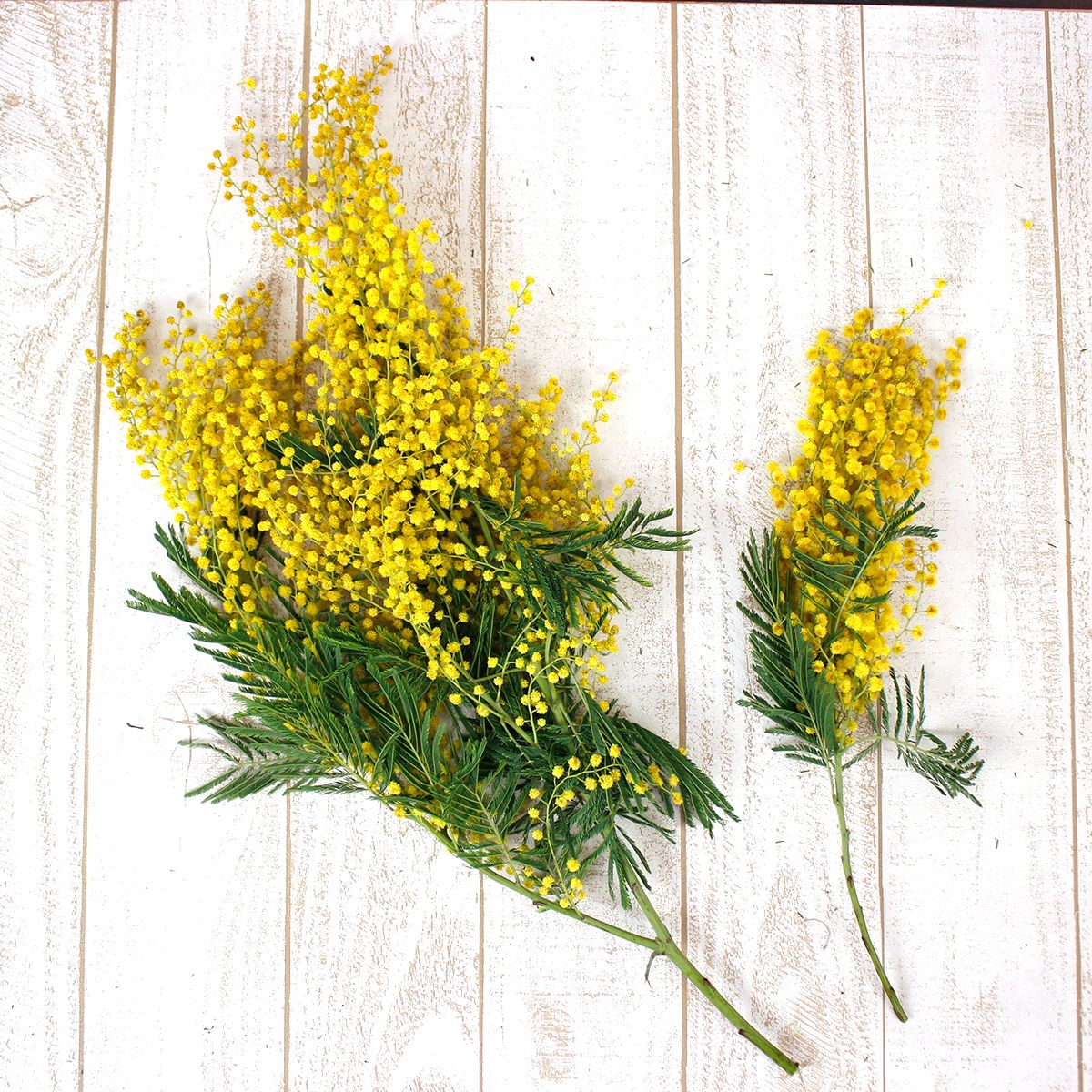 生花】輸入ミモザアカシア ミランドール 2-3本束単位 ※枝により長さ