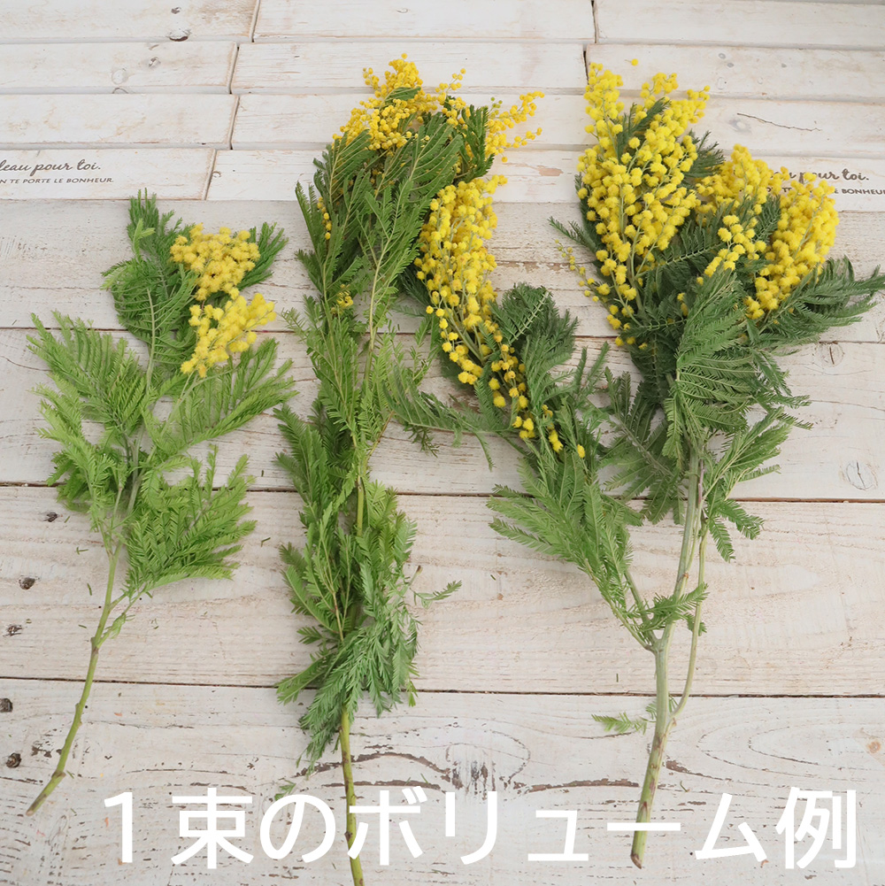 生花】輸入ミモザ ミランドール等 束単位(小枝含む束 2～5本程度)早