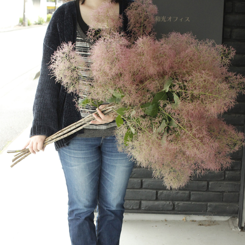 生花】スモークツリーファー2ピンク 100cm程度 星野さん【IT-29】 - 花
