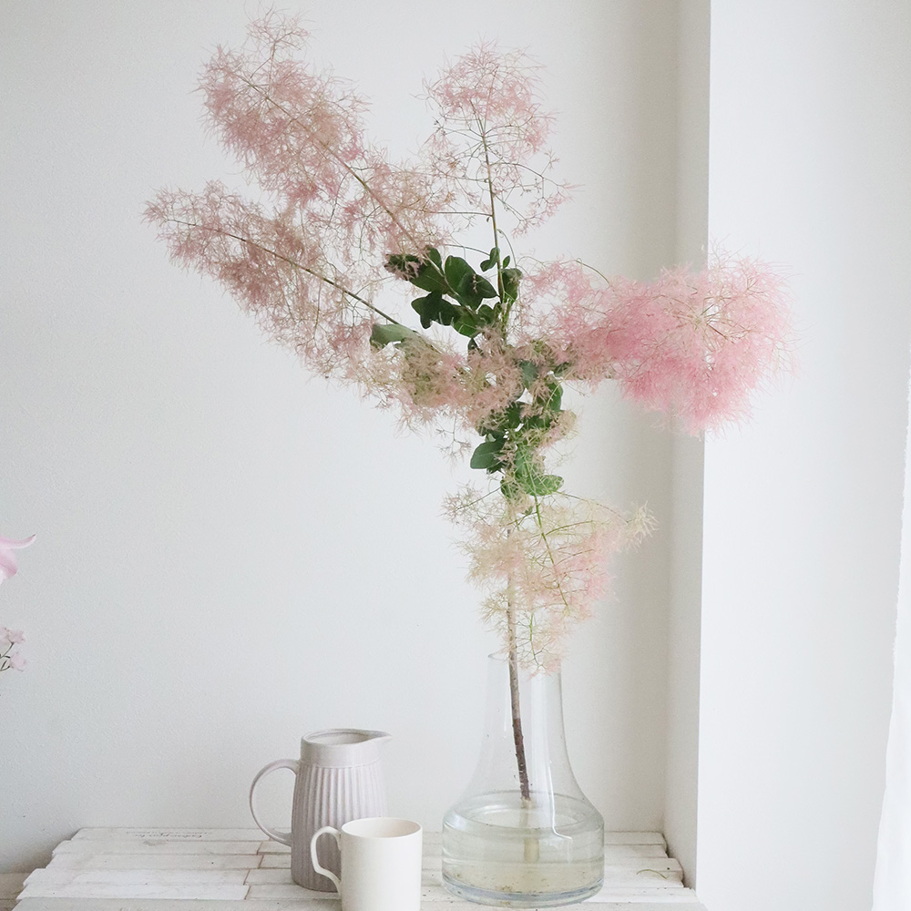 直前!】【生花】スモークツリーファー2ピンク 100cm程度 星野さん【IT
