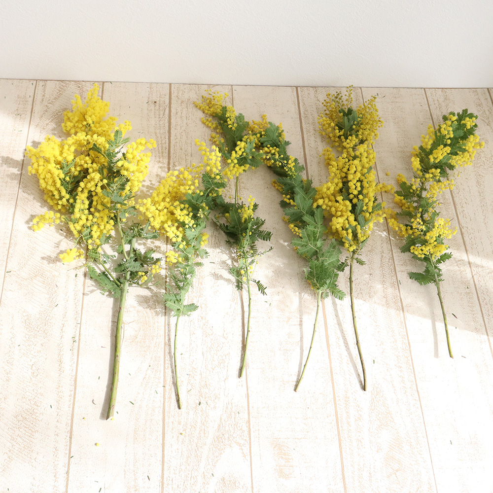 KOKO ミモザ 保水有り 100サイズ発送 フレッシュ 生花 ギンヨウ KOKO様
