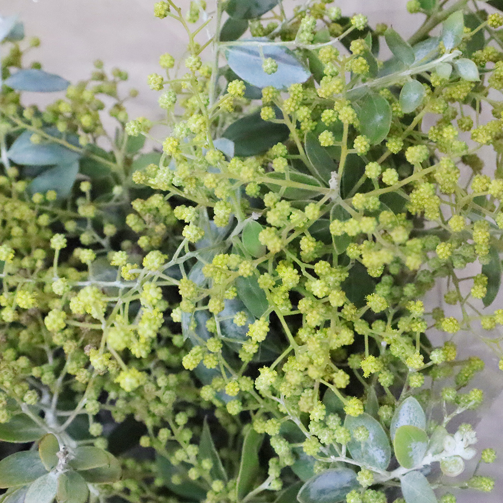 生花】真珠葉ミモザアカシア(つぼみ)(40cm)【OT】 - 花材通販はなどん