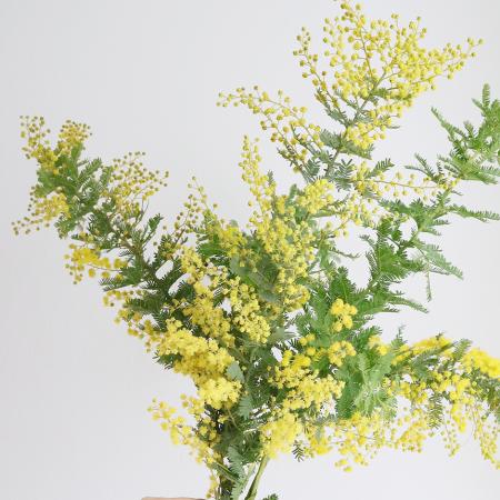 生花】国産ミモザアカシア(40cm程度)【OT】 - 花材通販はなどんやアソシエ