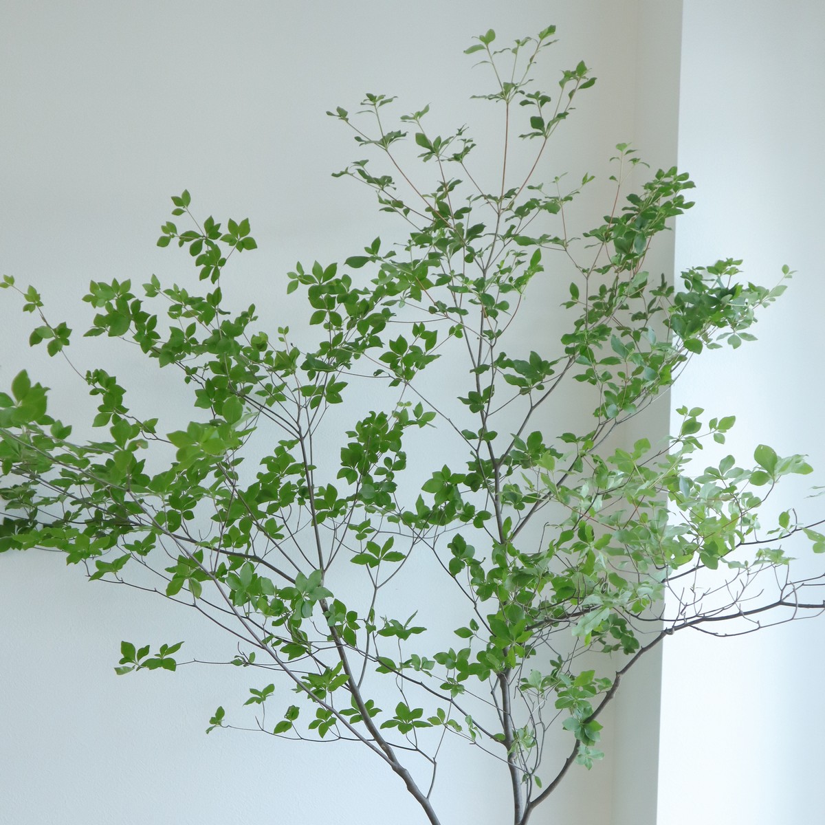 生花】【ご来店のみ】ドウダンツツジ 1.2M程度-(配送ご希望の場合は1M