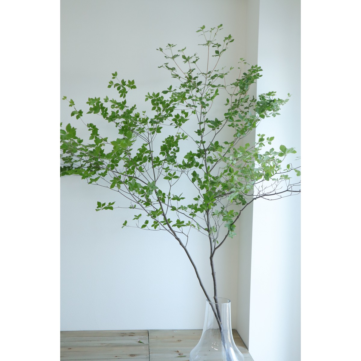 生花】【ご来店のみ】ドウダンツツジ 1.2M程度-(配送ご希望の場合は1M