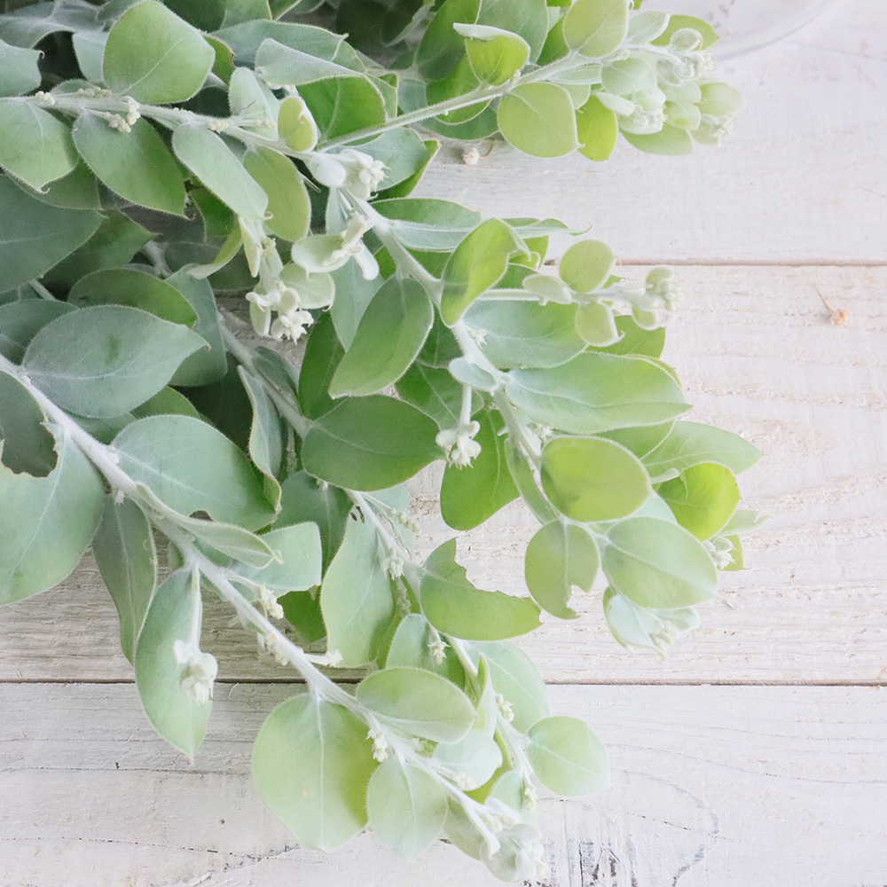 直前】長作園の真珠葉アカシア 60-70cm程度※花なし - 花材通販はなどん