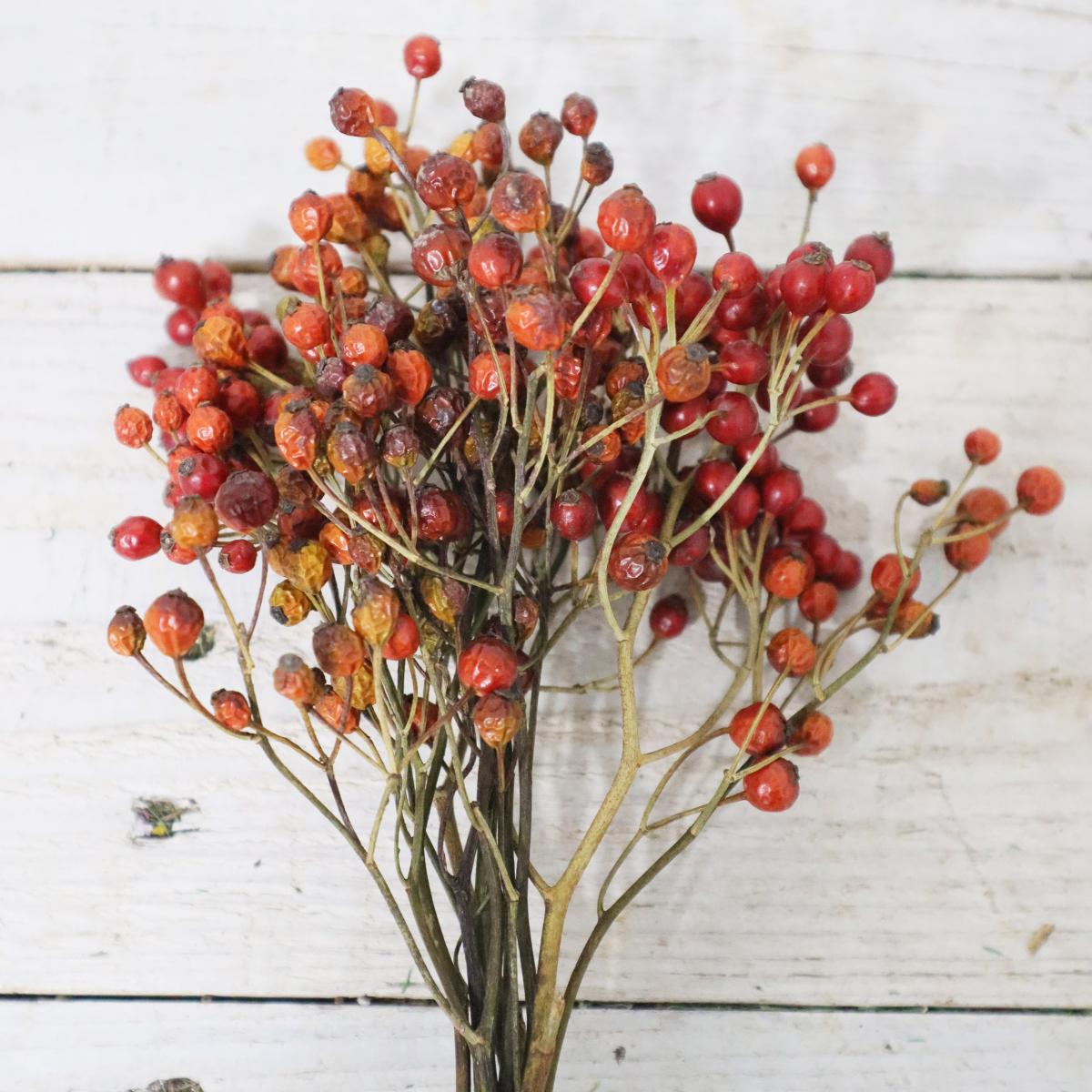 即日☆【ドライ】J・flow/野ばらの実(つまみ)20-30cm程度 束約10本※半