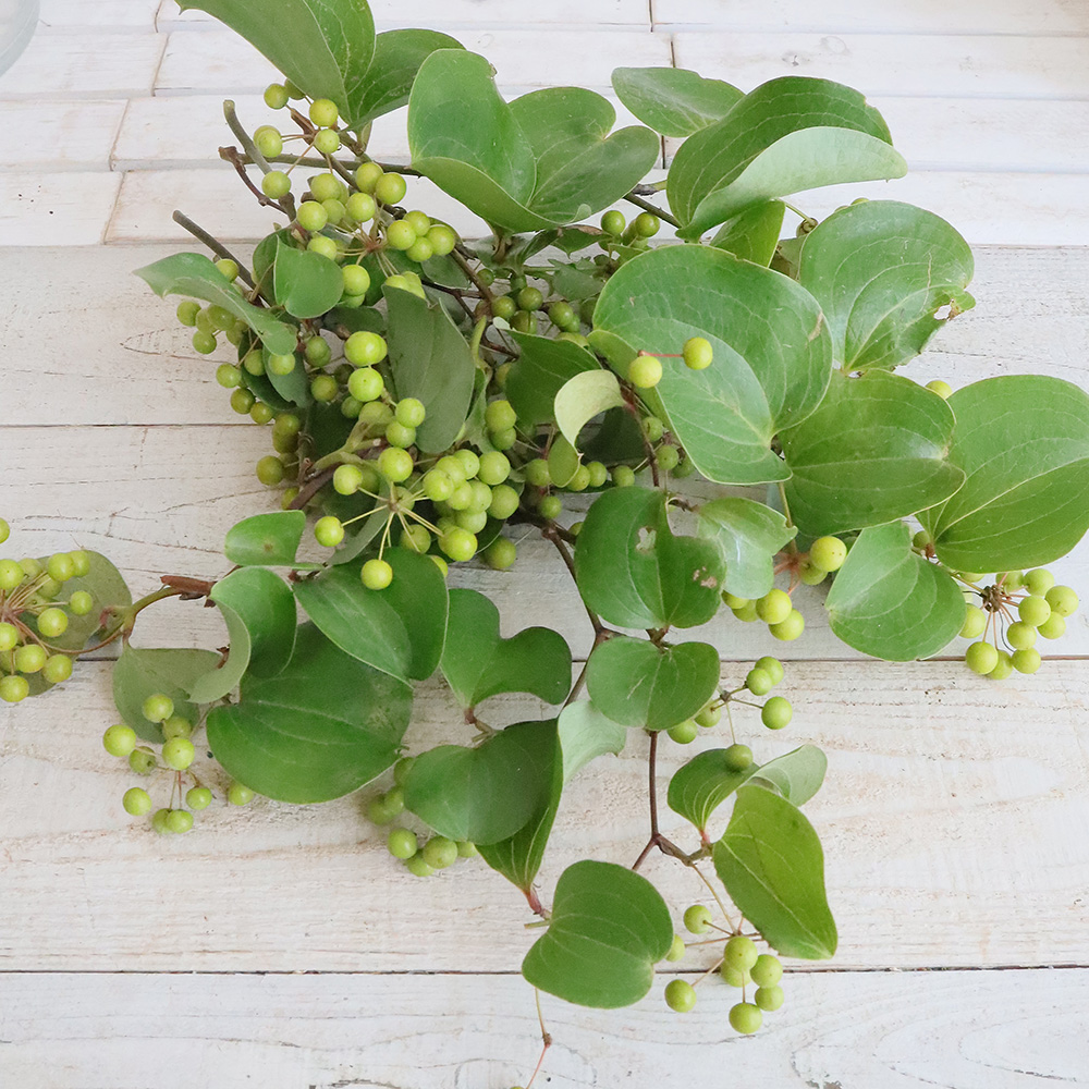 直前】サンキライ 30～40cm程度【生花】 - 花材通販はなどんやアソシエ