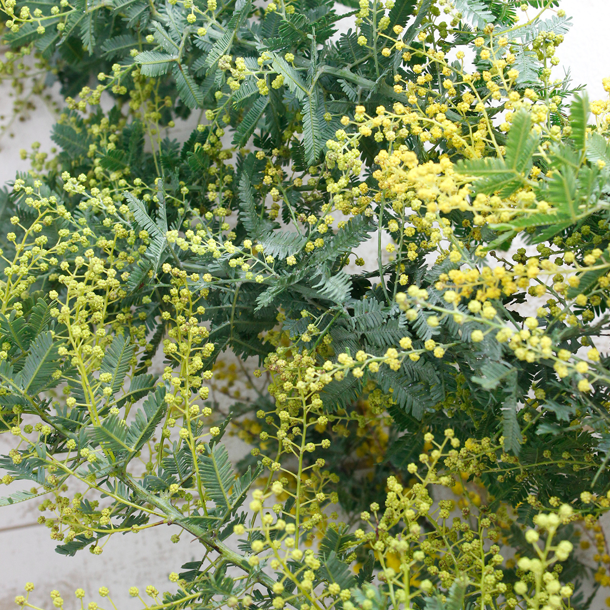 生花】銀葉ミモザアカシア(90cm程度)JAとぴあ浜松 ※蕾です。 - 花材