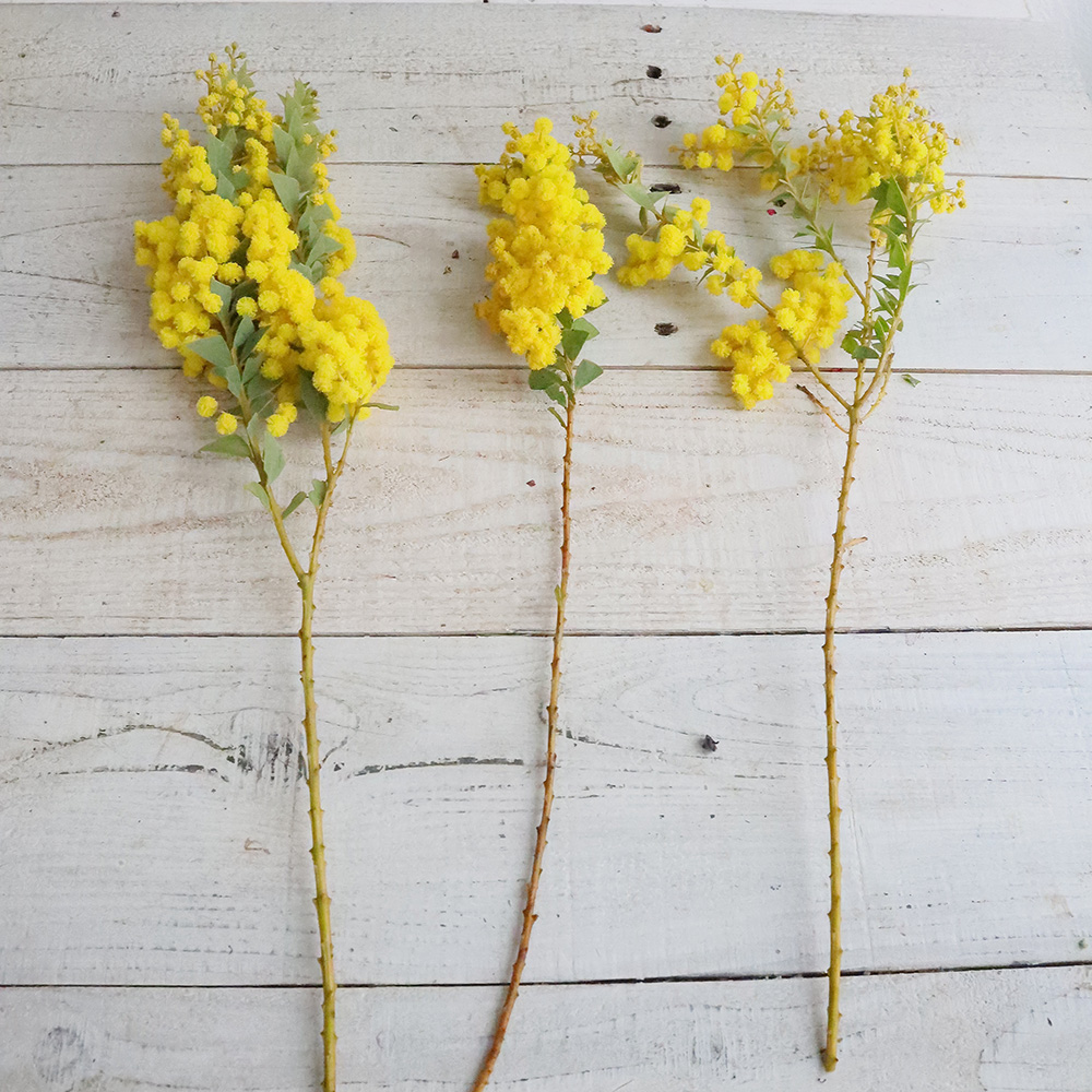08直前FJ】庄左衛門の三角葉ミモザアカシア (50cm程度)【生花】 - 花材