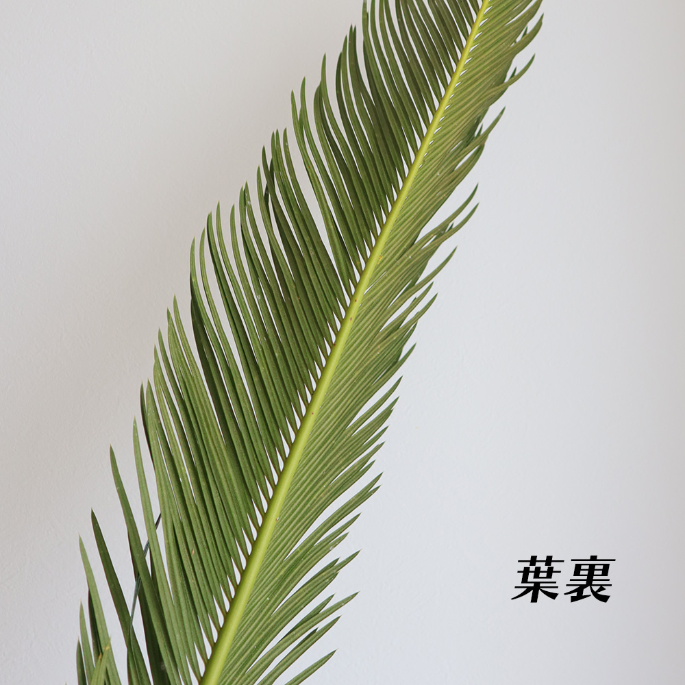 生花】ソテツの葉(80cm程度)【OR-5】 - 花材通販はなどんやアソシエ