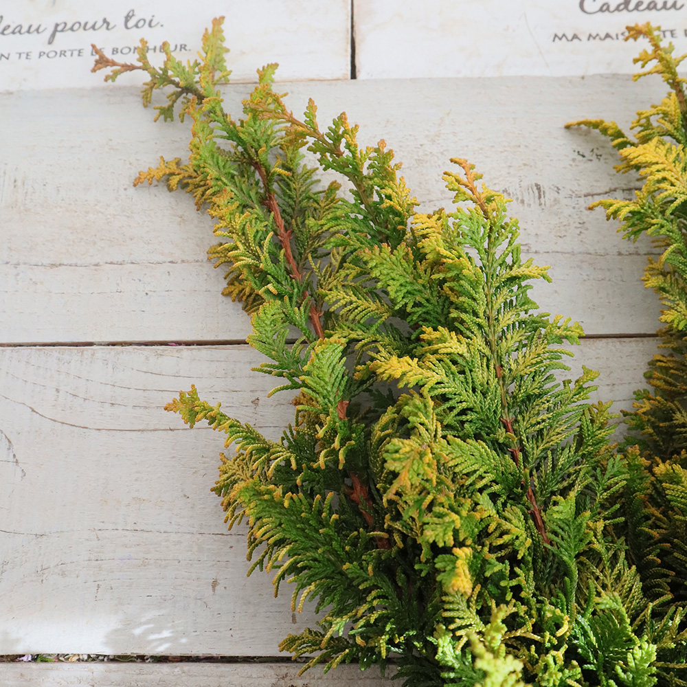 直前!!!】クジャクヒバつまみ(束約10本入り)40センチ前後 - 花材通販は