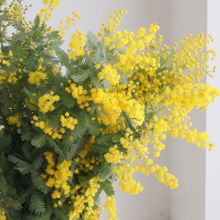 生花】国産 季咲きミモザアカシア(花)40cm程度 【OT】 - 花材通販は