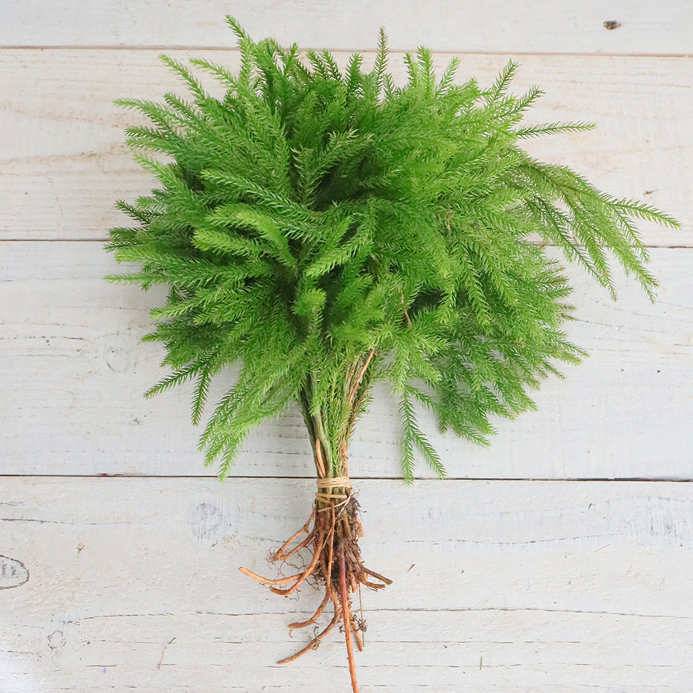 生花/予約】国産ヒカゲカズラつまみ(20cm程度)束約20本 - 花材通販は