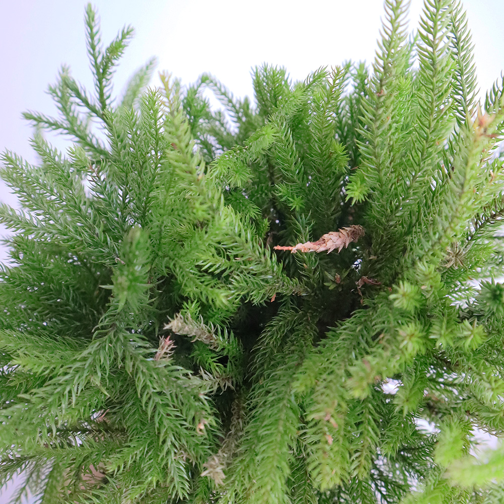 生花/予約】国産ヒカゲカズラつまみ(20cm程度)束約20本 - 花材通販は