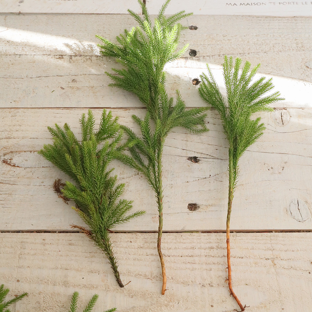 生花/予約】国産ヒカゲカズラつまみ(20cm程度)束約20本 - 花材通販は