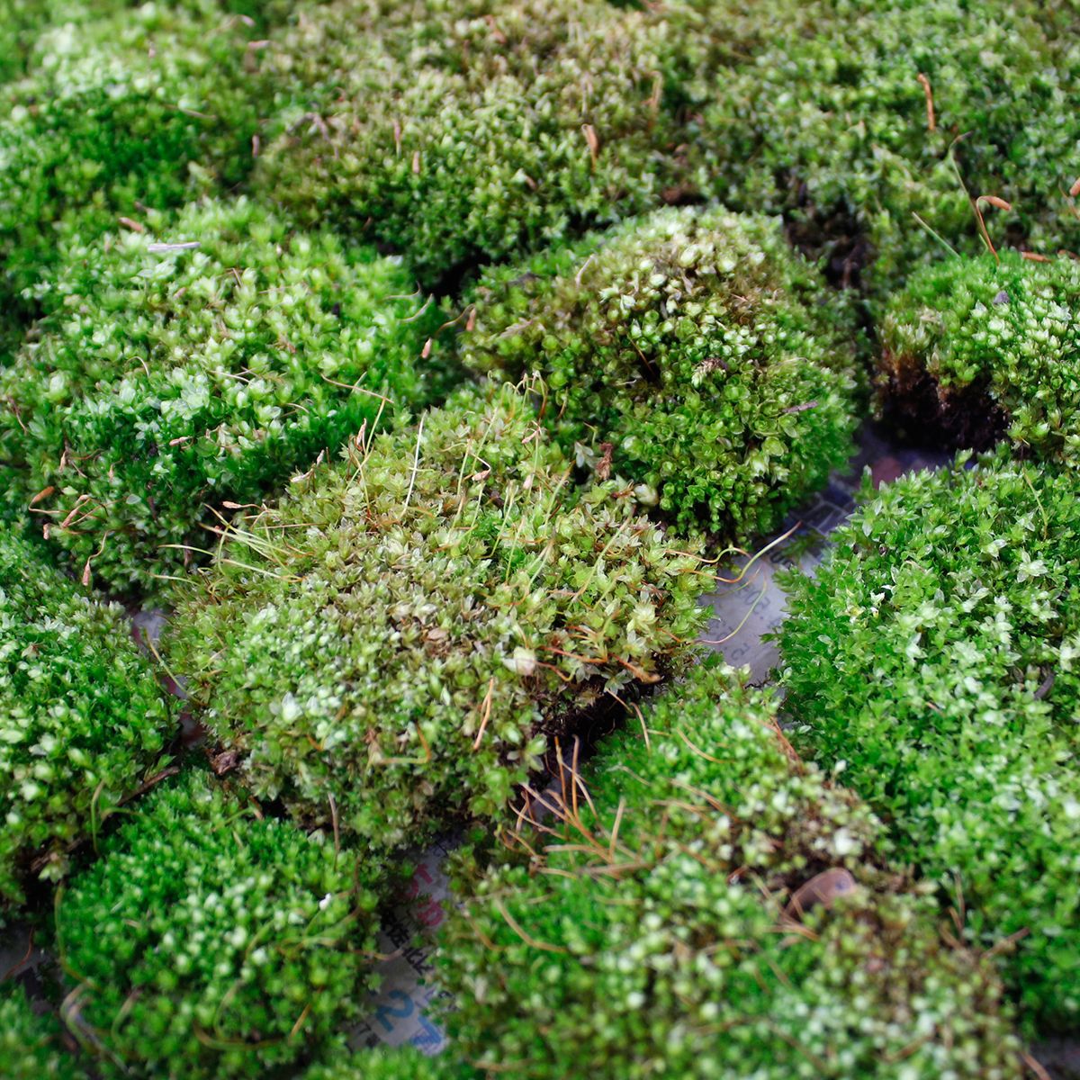 生花】ホソウリゴケ(シート) - 花材通販はなどんやアソシエ