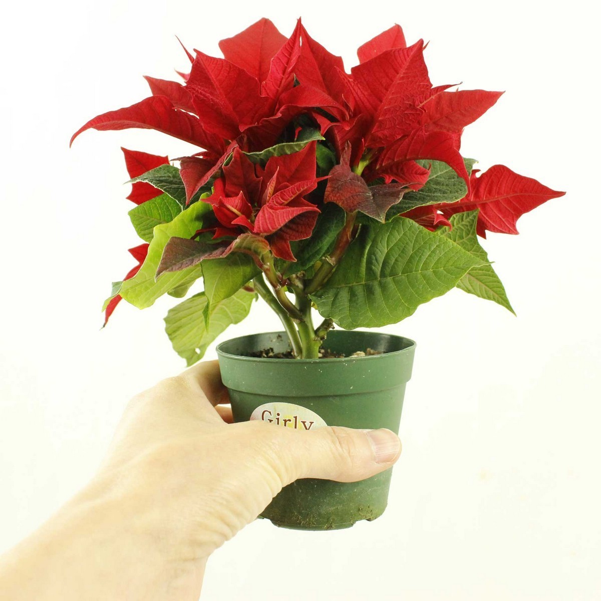送料無料】【生花/鉢】ミニポインセチア 2.5寸(赤)※北海道・九州・沖縄