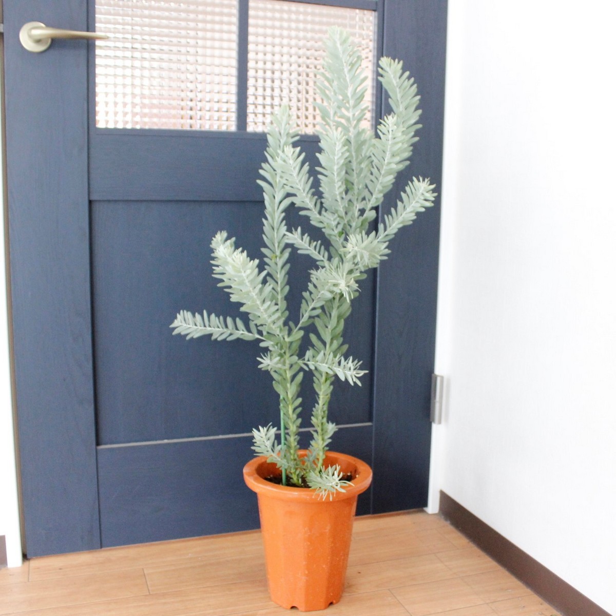 送料無料】【生花/鉢】アカシア ブルーブッシュ 7寸鉢 ※北海道・九州