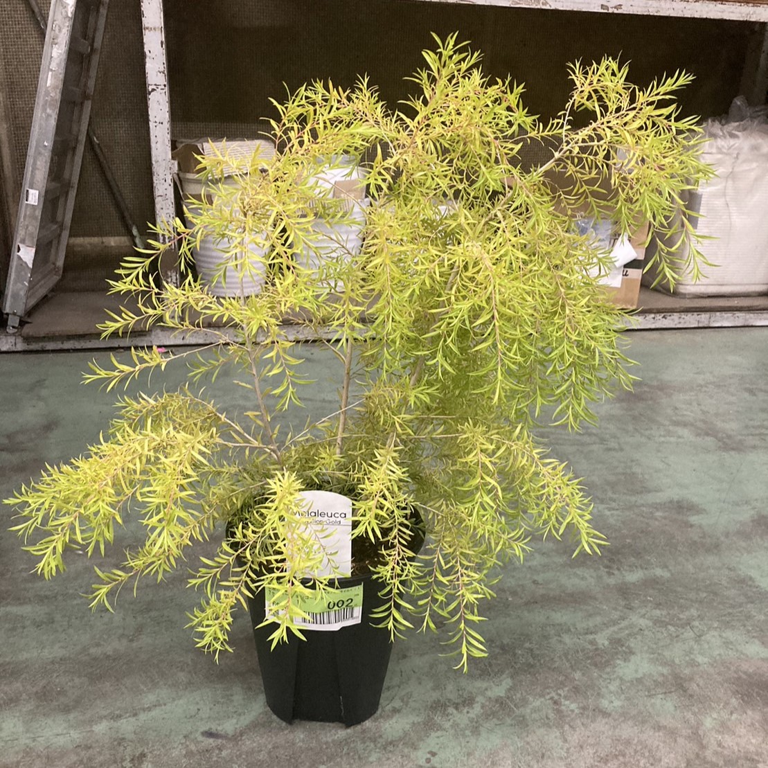 送料無料】【生花/鉢】メラレウカ レボリューションゴールド 7寸鉢