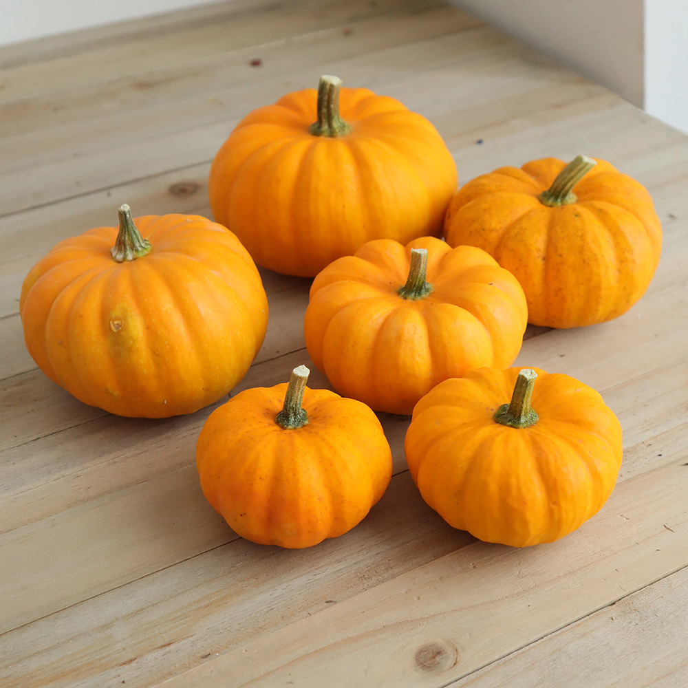 9月届☆早割】【生花☆即納】かぼちゃ ミニパンプキン(オレンジ)S～L